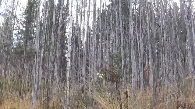 Охота на куницу сезон18/19г. или Случайная охота. Hunting for marten. смотреть онлайн