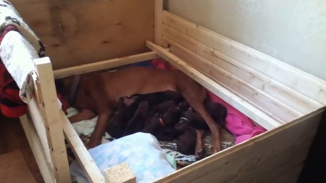 Щенки Родезийского Риджбека смотреть онлайн