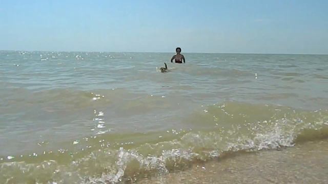 Собака плавает в море смотреть онлайн