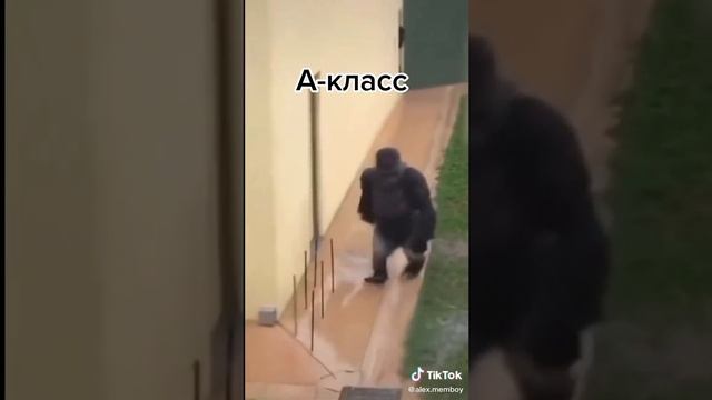 приколы из тик тока смотреть онлайн