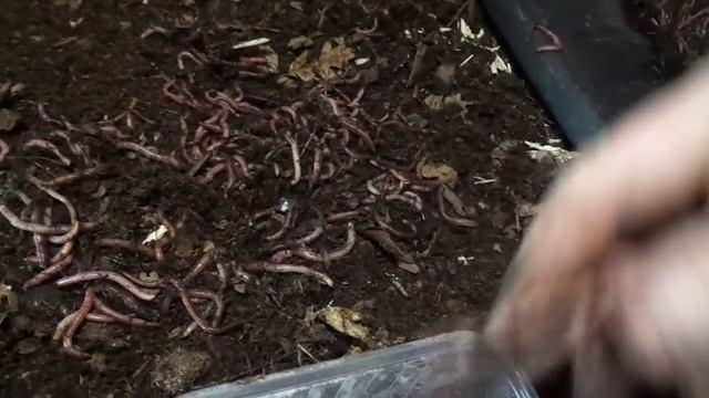 Отсеять 80 ящиков червя за день, легко!/ Разведение червя дендробена