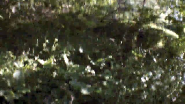 Forest Run - Parrot Drone AR 2 смотреть онлайн