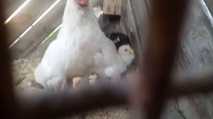 как подсадить курице цыплят от других курочек.
