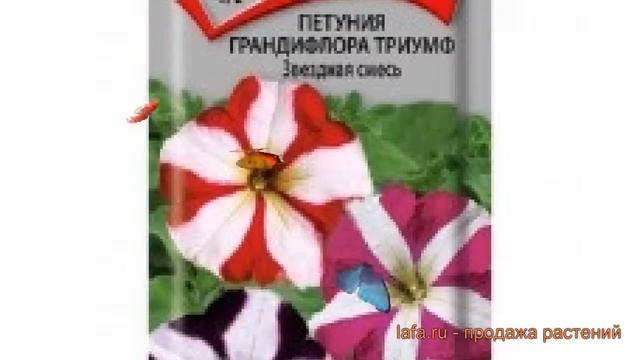Петуния грандифлора Триумф Звездная смесь ? обзор: как сажать, семена петунии Триумф Звездная смесь смотреть онлайн