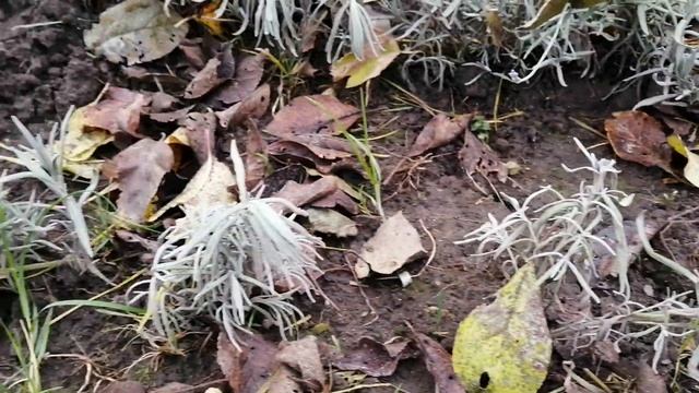 Деревенские будни. Осенние работы в саду. Подготовка огорода и сада к зиме. смотреть онлайн