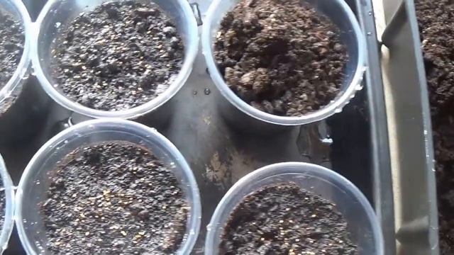 рукола на балконі - як садити і перші результати смотреть онлайн