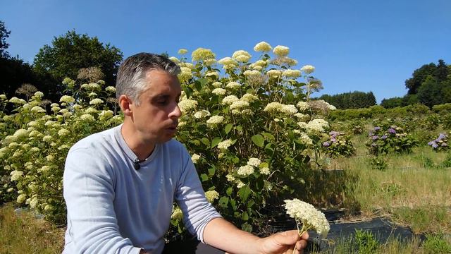 Hydrangea arborescent 'Stérilis' смотреть онлайн
