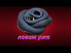 Охота на ужа /как поймать ужа, особенности
