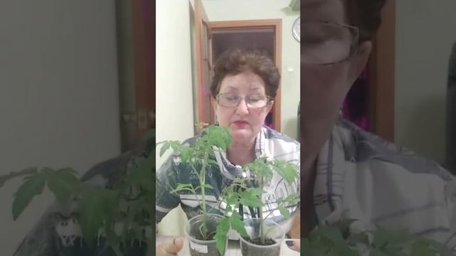 Томат просит пересадки. смотреть онлайн