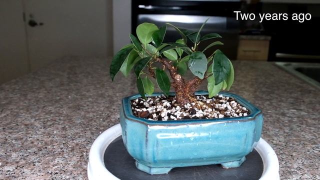 Ginseng Ficus Microcarpa indoor bonsai 3 year progression with extreme root base fix - December 202 смотреть онлайн