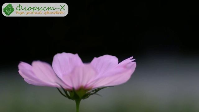 Цветы космея  выращивание из семян посадка и уход за космеей когда сажать семена космеи