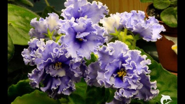 3 african-violet Usambaraveilchen Saintpaulia Мои фиалки смотреть онлайн