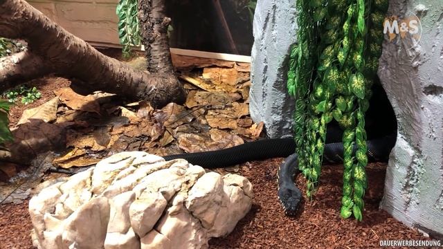 Schwarze Pythons vermehren sich in der Schweiz | Boeleni Python Teil 2 смотреть онлайн