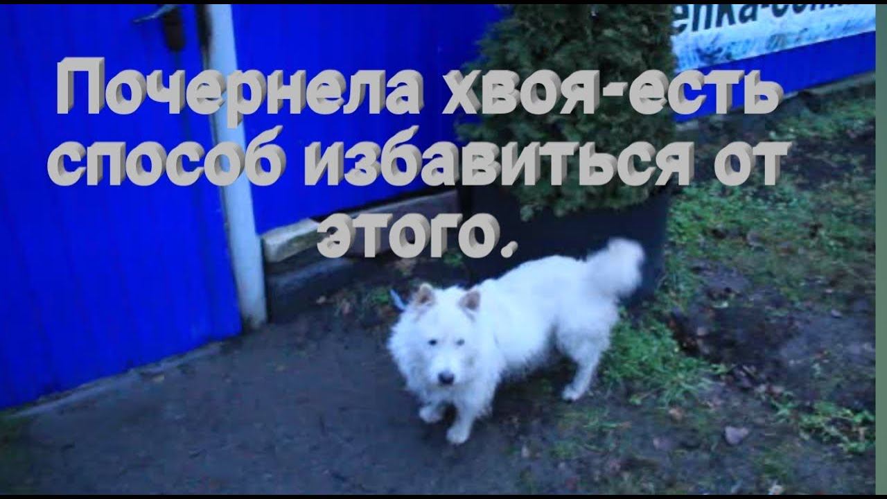 Как защитить хвойные растения от собак и кошек? Почему почернела хвоя на туях? смотреть онлайн