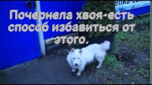 Как защитить хвойные растения от собак и кошек? Почему почернела хвоя на туях?