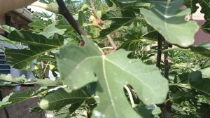 Ускоряем созревание инжира