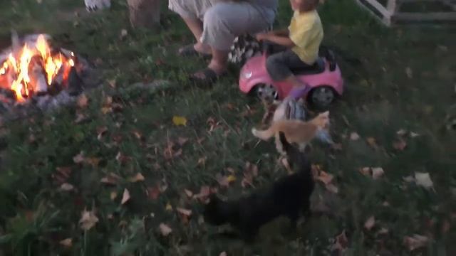 Доставка фермерских продуктов в Москву. Вечерние посиделки у нас на хуторе смотреть онлайн