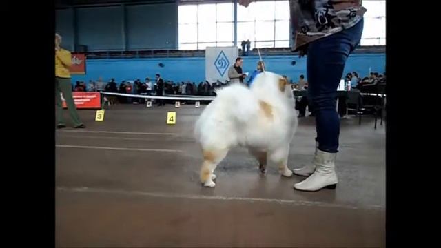 Суки Юниоры Красный окрас - моно смотреть онлайн