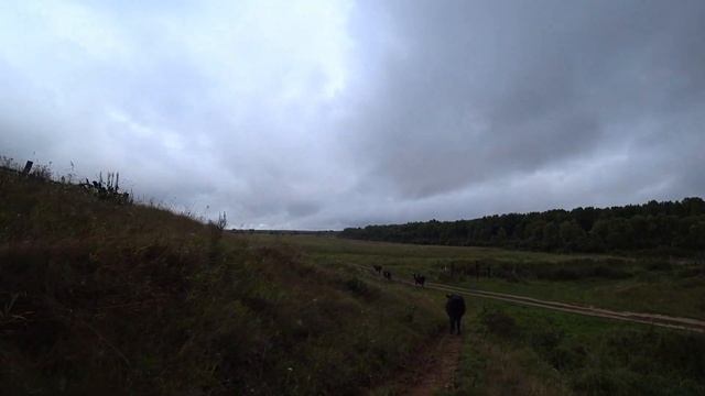 Коровы - экстрасенсы "чистят" пространство деревни и энергетику после туристов. смотреть онлайн