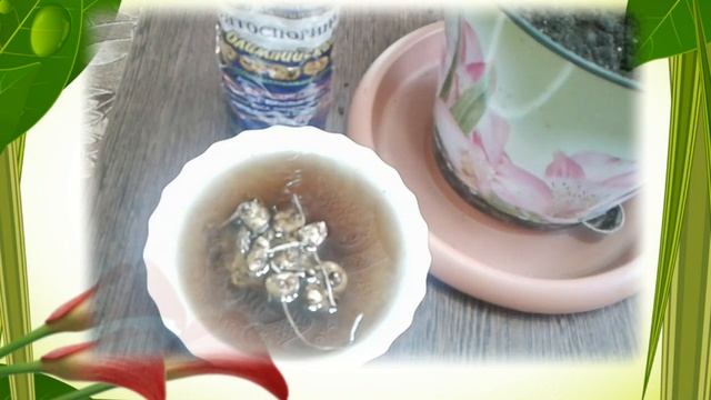 С Любовью о важном и разном. Как сберечь клубни каллы? Легко!