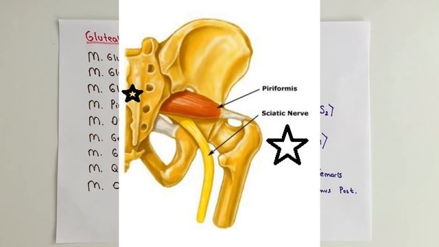 ANATOMİ-18.KONU-Alt Ekstremite Kaslar (Gluteal Bölge Kasları) смотреть онлайн