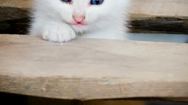 домик для кошки из дерева смотреть онлайн