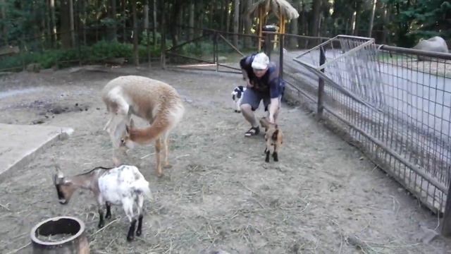 Козлята,муфлоны и др.)) смотреть онлайн