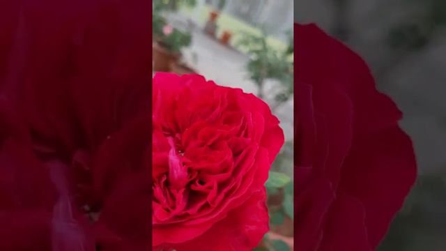 Rogue Royale Rose смотреть онлайн