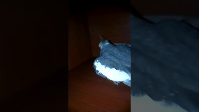 мои кореллы, Рокки и Рита. БЕРЕГИТЕ УШИ РОККИ ПОКАЗЫВАЕТ КТО ЗДЕСЬ БАТЯ. смотреть онлайн