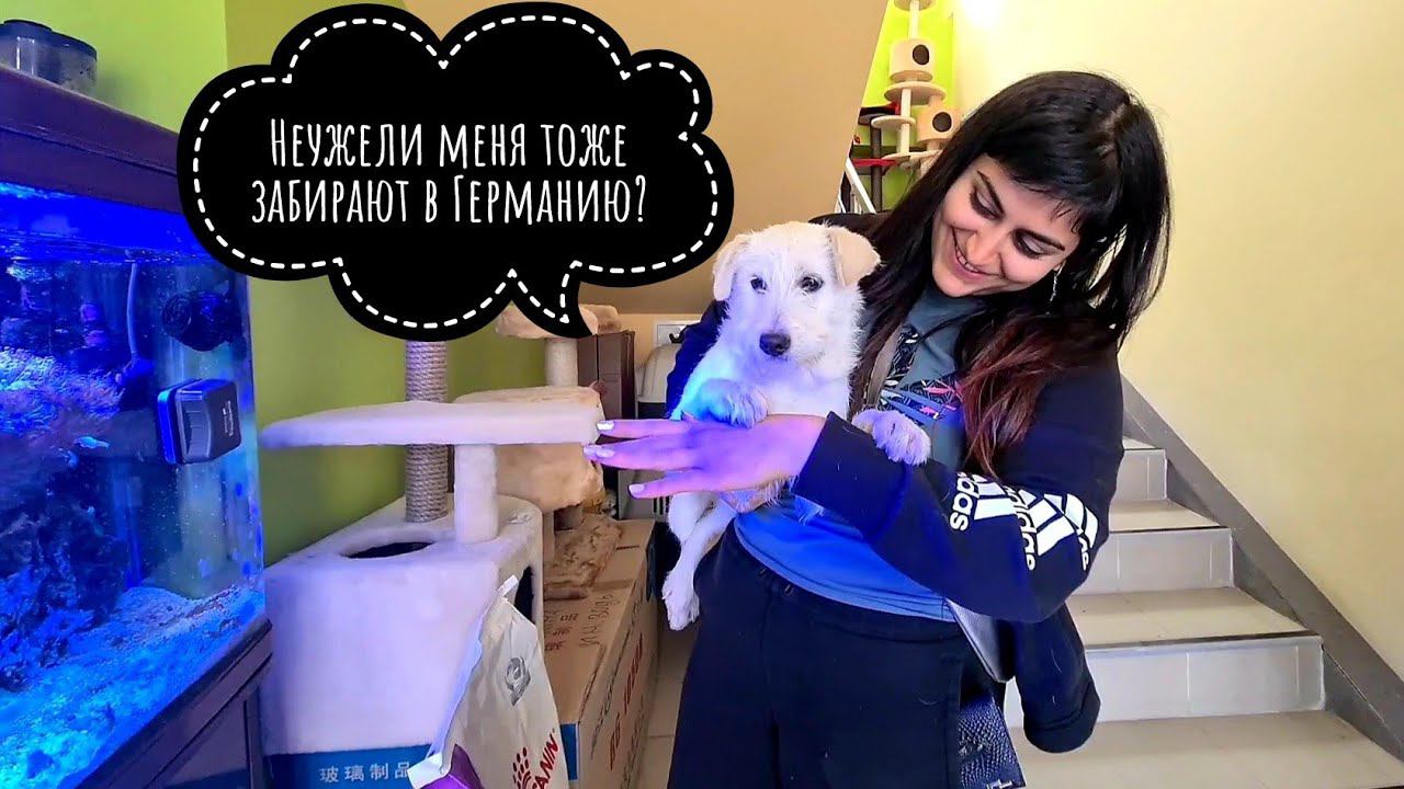 Снеже ставим ЧИП!  Дина сгрызла себе котетор.Что еще вспомнил Кузя?