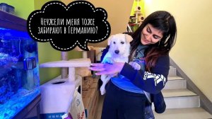 Снеже ставим ЧИП!  Дина сгрызла себе котетор.Что еще вспомнил Кузя?