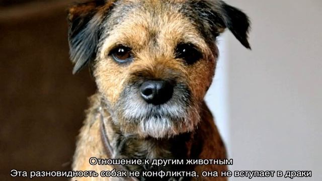 Бордер-терьер: описание породы и характер смотреть онлайн