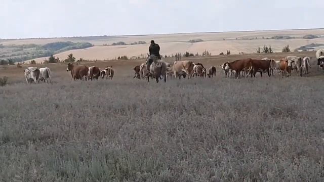 КОРОВЫ ПЕРЕГОН СТАДА смотреть онлайн