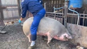 ❌Искусственное осеменение свиней. Миллион на свиньях‼️