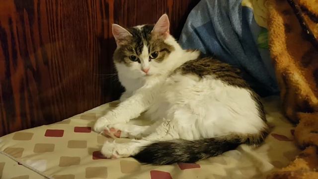 Кошка Муся готовиться быть Снегурочкой в Новогоднюю ночь. смотреть онлайн