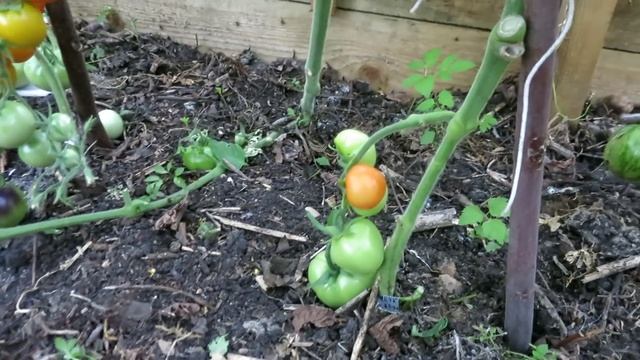 Томаты КИТАЙСКИМ СПОСОБОМ ? Выращивание, результаты и мои выводы! смотреть онлайн