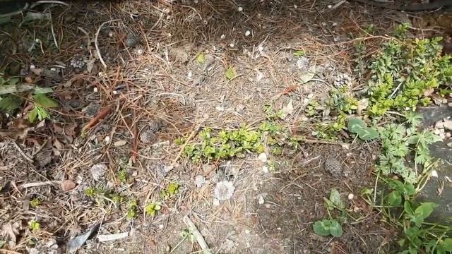 Голубика без удобрений Organic Blueberries смотреть онлайн