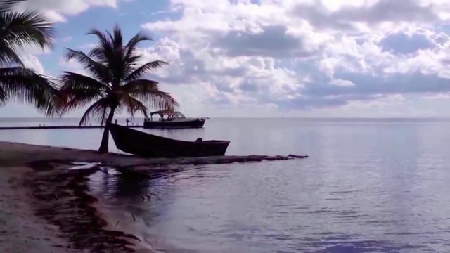 Pasiflora Çarkıfelek Bitkisi Nedir ? Nasıl Kullanılır ? смотреть онлайн