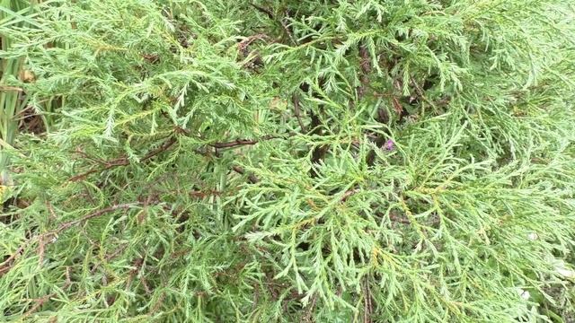 Ниваки из туи. ч 2 //Nataliya Alekseeva// смотреть онлайн