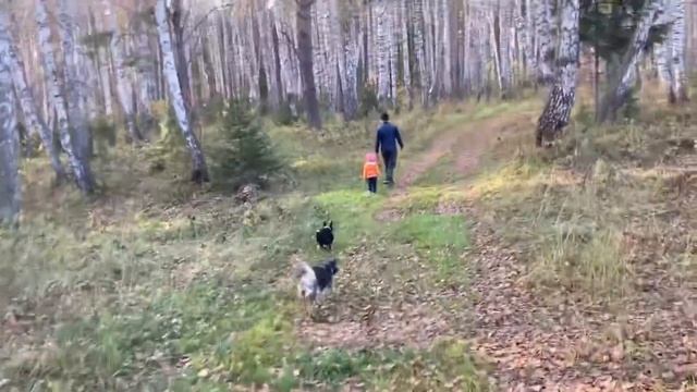 Дети спят до обеда. В лес за грибами. Готовлю мужу на работу. смотреть онлайн