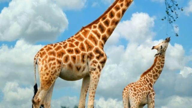 Жираф - описание, где обитает? смотреть онлайн