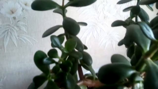 Толстянка (Денежное дерево) смотреть онлайн