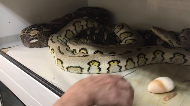 RETICULATED PYTHON BREEDING - Jaguar Reticulated Python Het Albino x Albino Anthrax смотреть онлайн