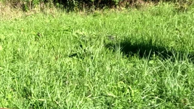 Проверил пчёл ели унёс ноги смотреть онлайн