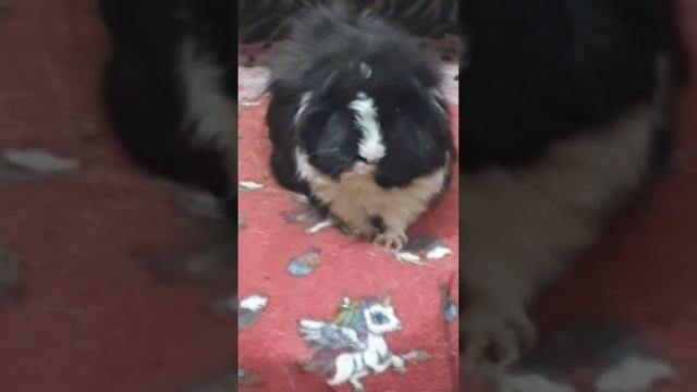 Porquinho da índia macho castrado pig Jensen mais conhecido como Jhen Jhen 🐹 #jensen смотреть онлайн