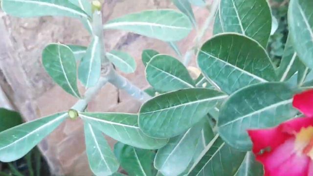 Desert Rose (Adenium Obesum) Plant #Care and #Growing Guide |Outdoor Flowering #bonsai #smalltree смотреть онлайн