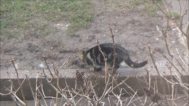 Смешной и игривый котёнок ЛАЙК! Как вам его танец?? смотреть онлайн