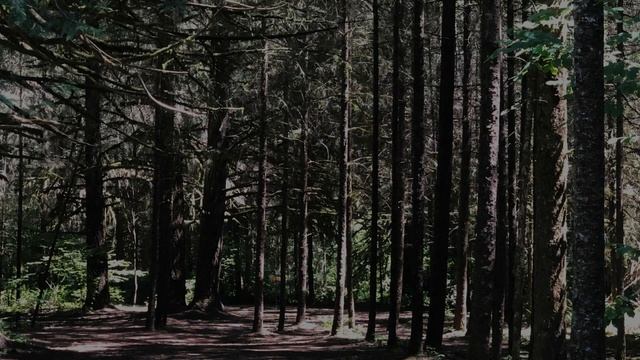 I Hit A Tree Again (disc golf ballad) смотреть онлайн