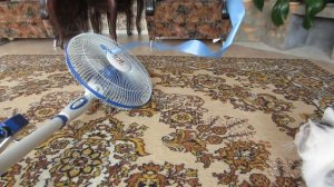 ПРИКОЛЫ с КОТАМИ! КОТ МАЛЫШ И КОШЕЧКА МУРКА! Новые игры с котами и самые смешные приколы