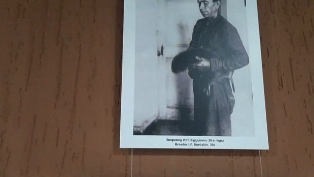 Воронежский биосферный заповедник | Город бобров | Испугались волков смотреть онлайн